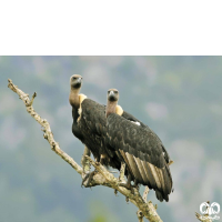 گونه دال پشت سفید White-rumped Vulture